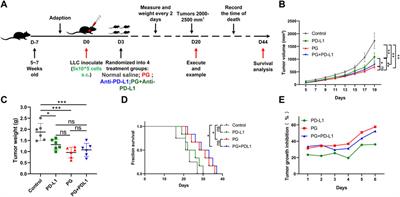 Platycodon grandiflorum Triggers Antitumor Immunity by Restricting PD-1 Expression of CD8+ T Cells in Local Tumor Microenvironment